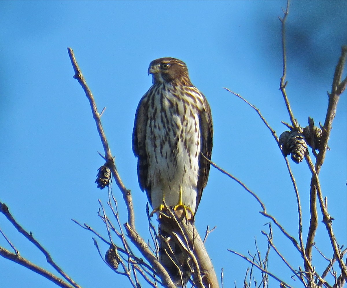 Cooper's Hawk - ML110018911