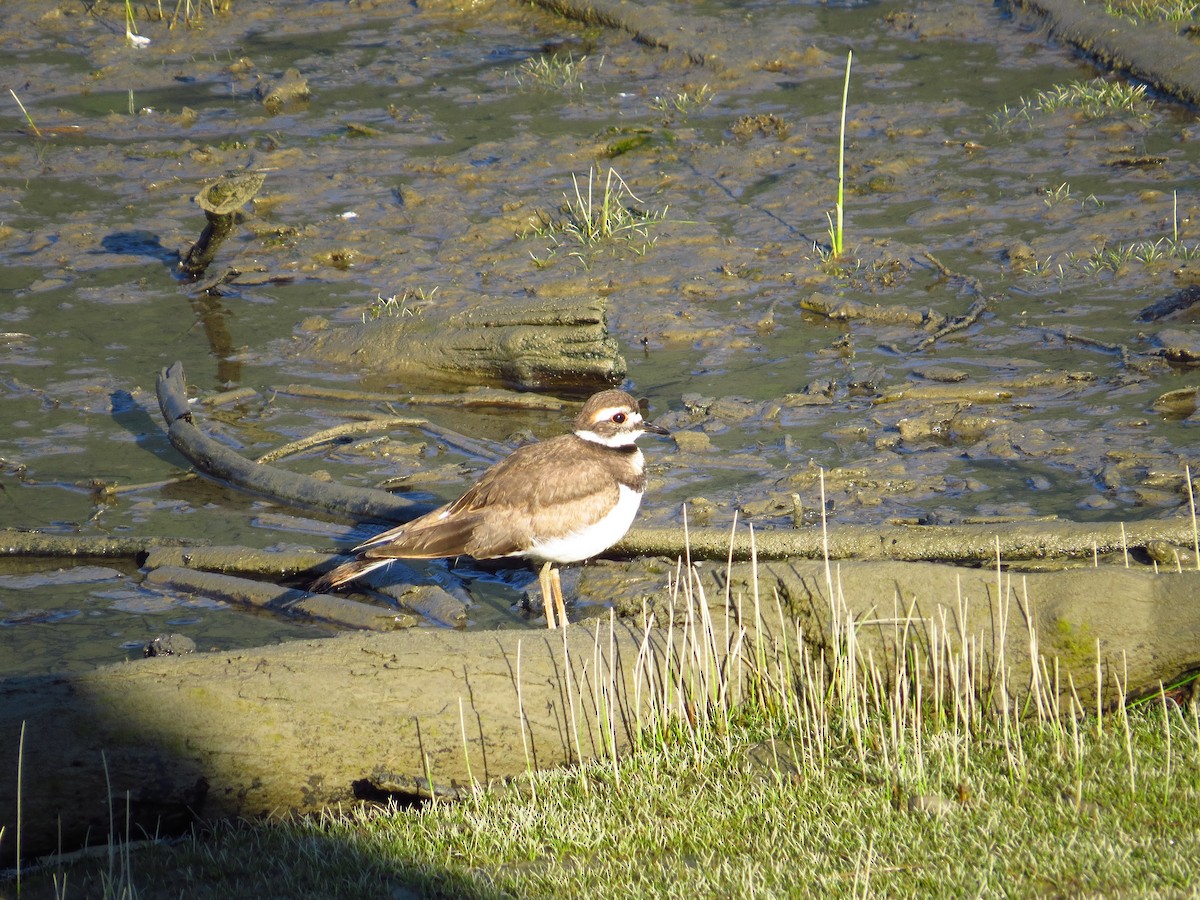 Killdeer - ML110020491