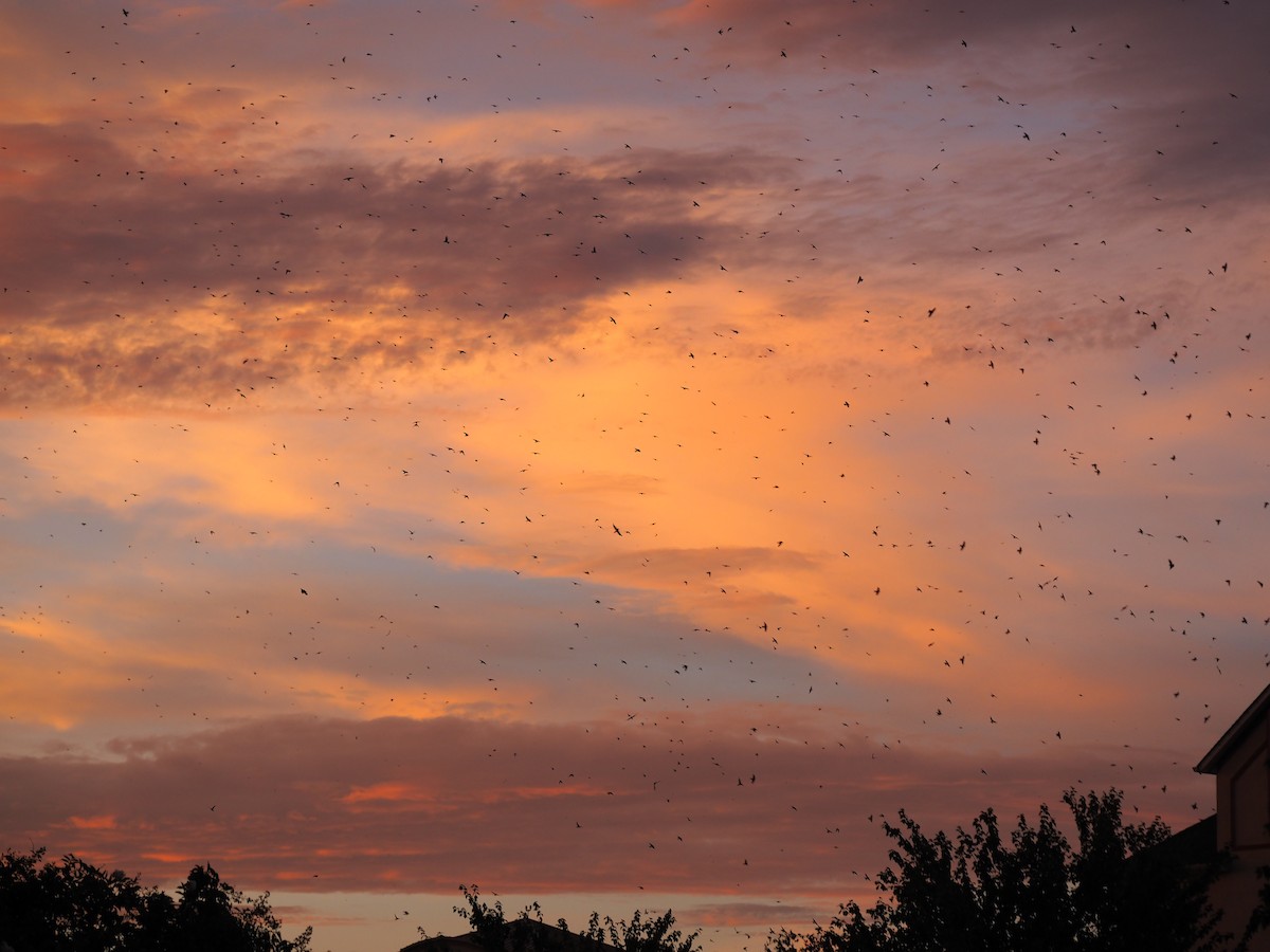 Purple Martin - ML110020701
