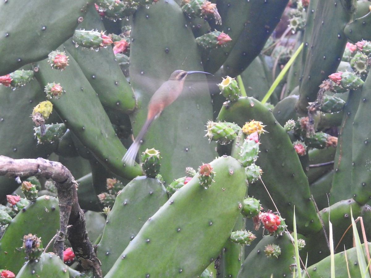 Planalto Hermit - ML110022281