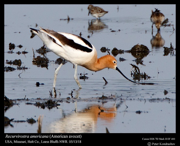 American Avocet - Peter Kondrashov