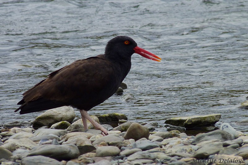 Blackish Oystercatcher - Michelle  Delaloye