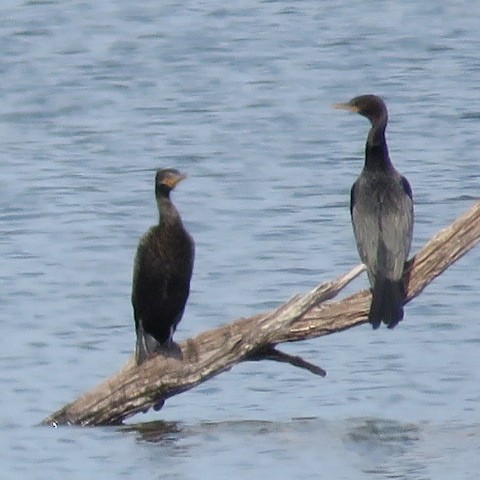 Cormorán Biguá - ML110027851