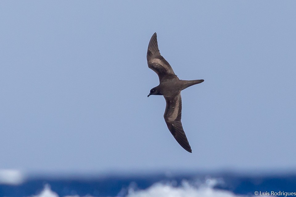 Bulwer's Petrel - Luis Rodrigues