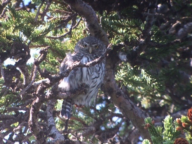 Northern Pygmy-Owl - ML110033981