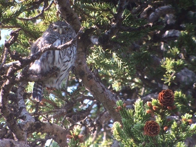 Northern Pygmy-Owl - ML110033991