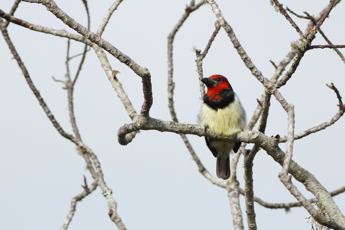 Black-collared Barbet - Kyle Lima