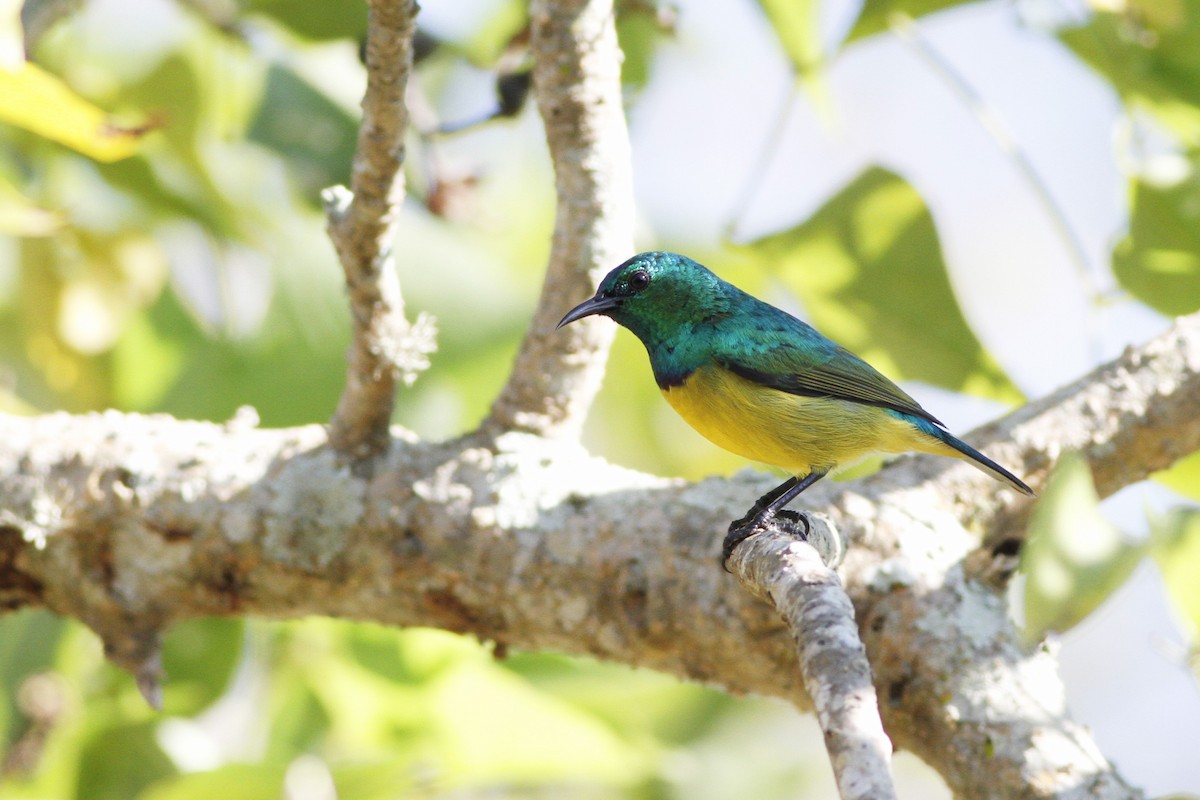 Collared Sunbird - ML110036231