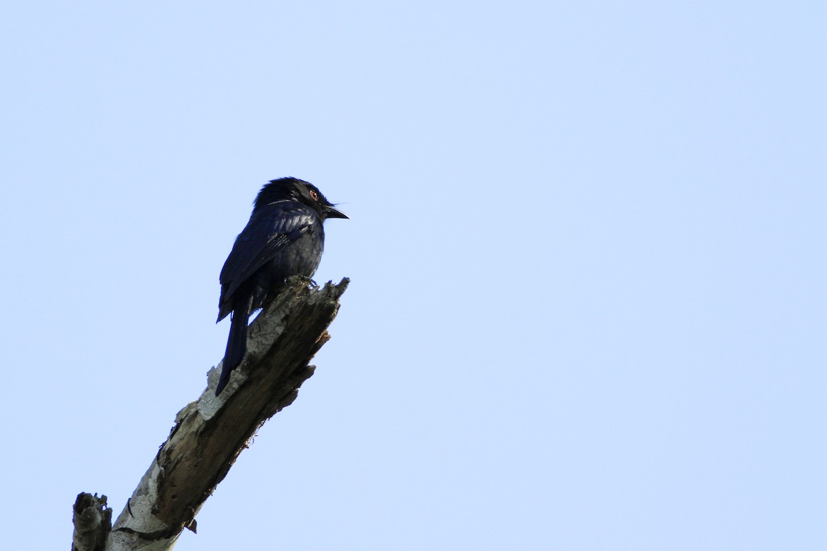 Square-tailed Drongo - ML110036651