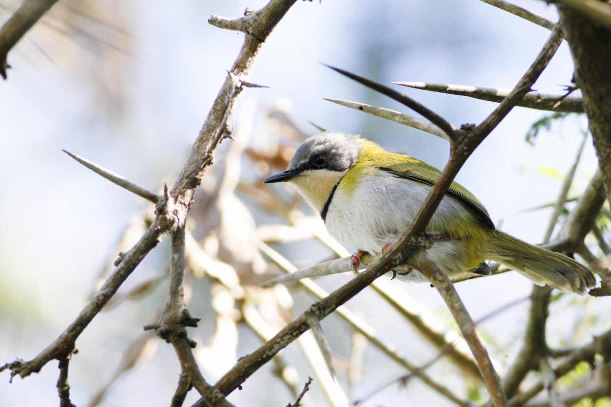 Rudd's Apalis - Kyle Lima