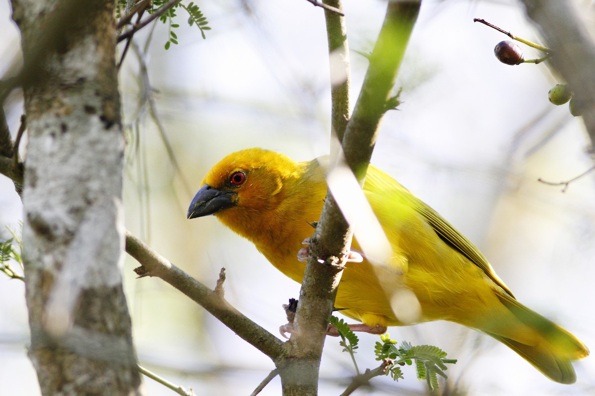 African Golden-Weaver - Kyle Lima