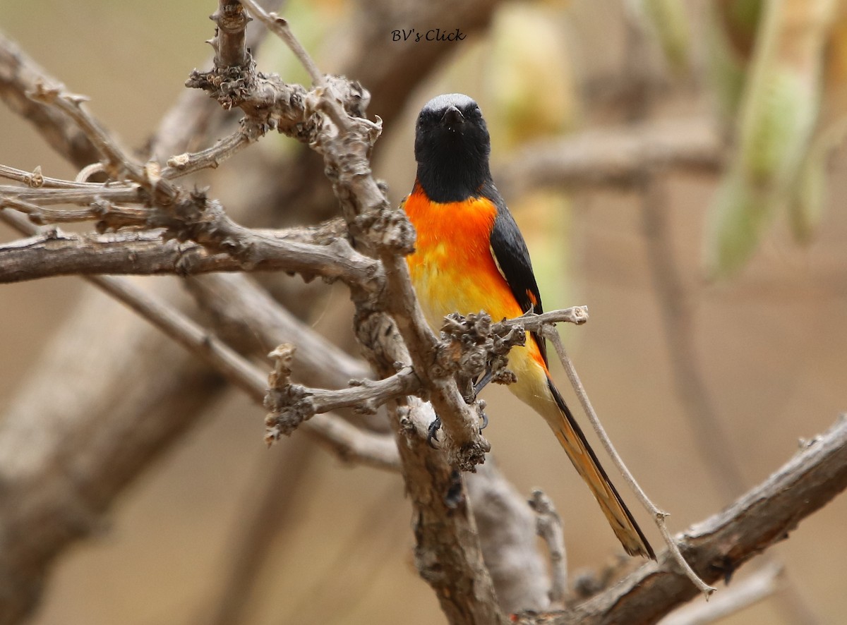 Minivet oranor - ML110038991