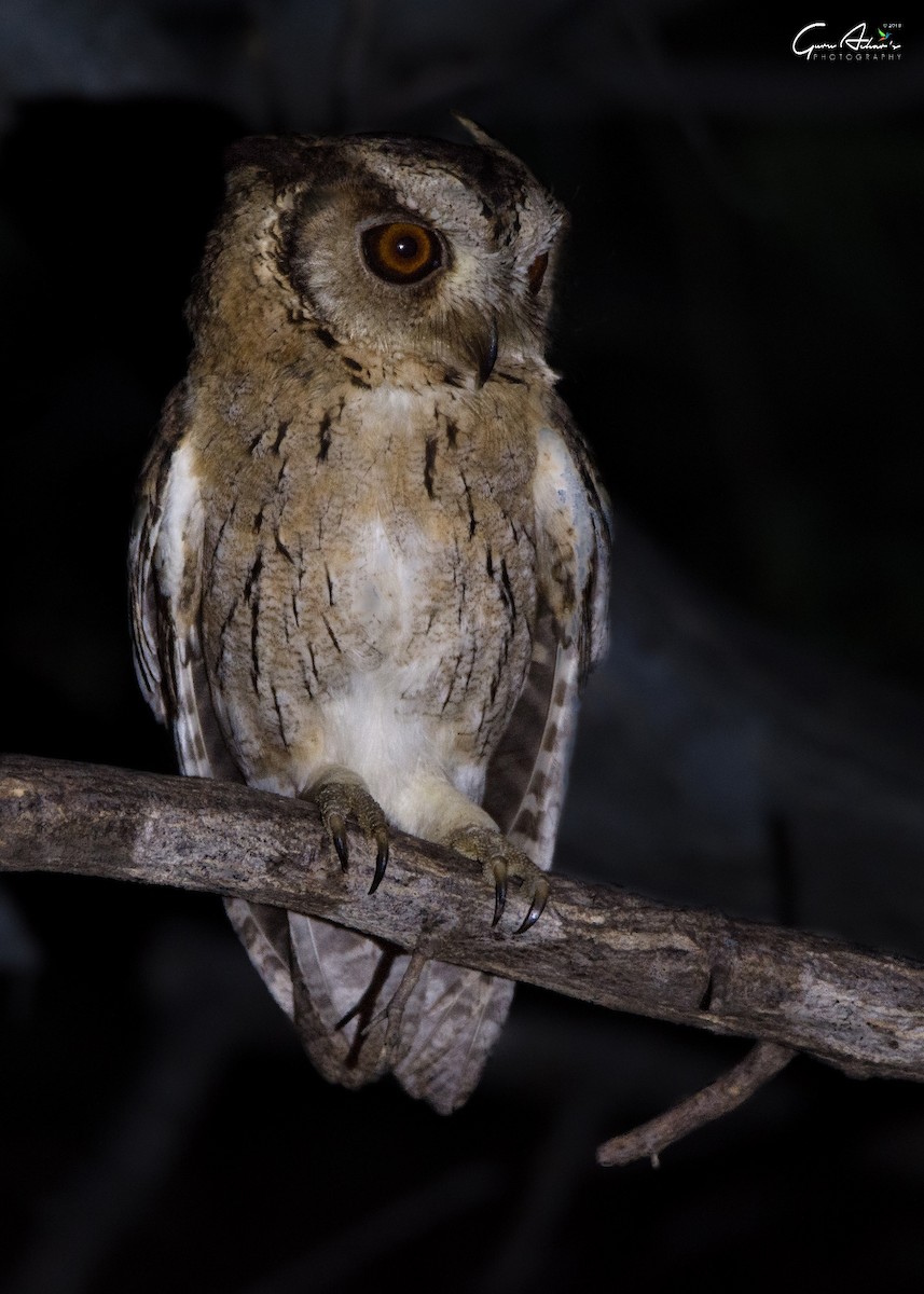 Indian Scops-Owl - ML110039651