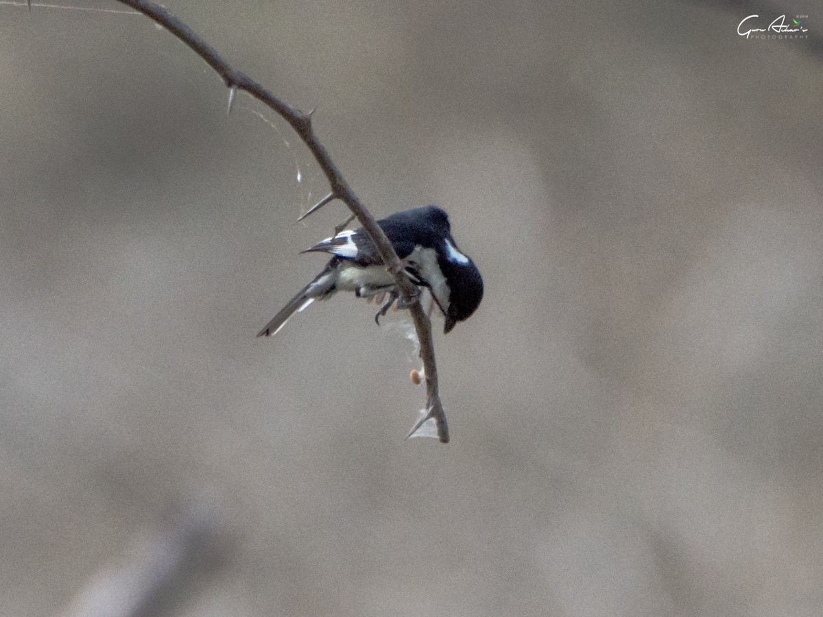 White-naped Tit - ML110039891