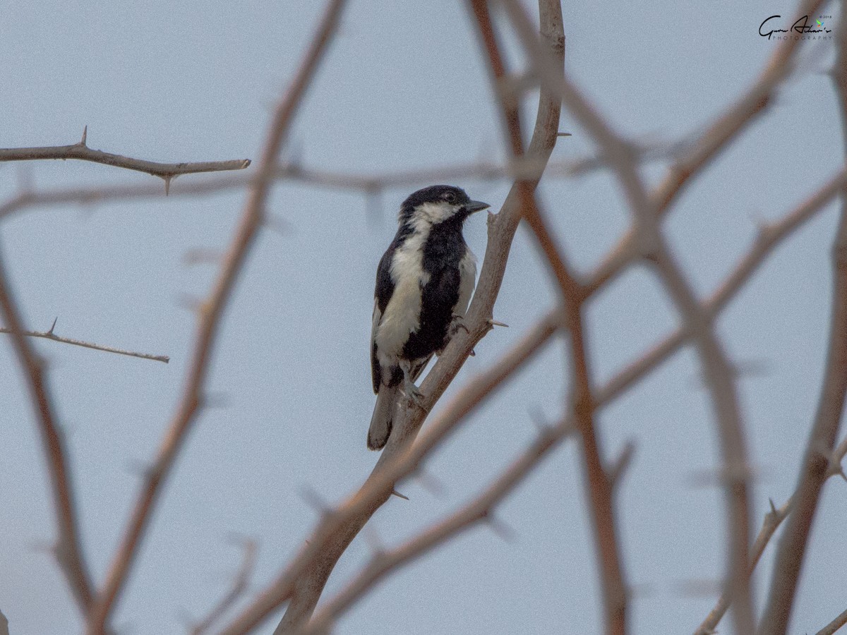 White-naped Tit - ML110039941
