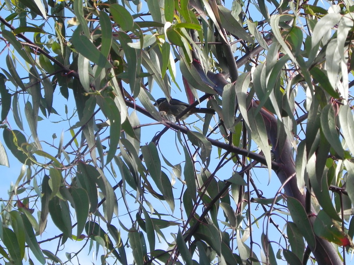 Chestnut-breasted Mountain Finch - ML110040621