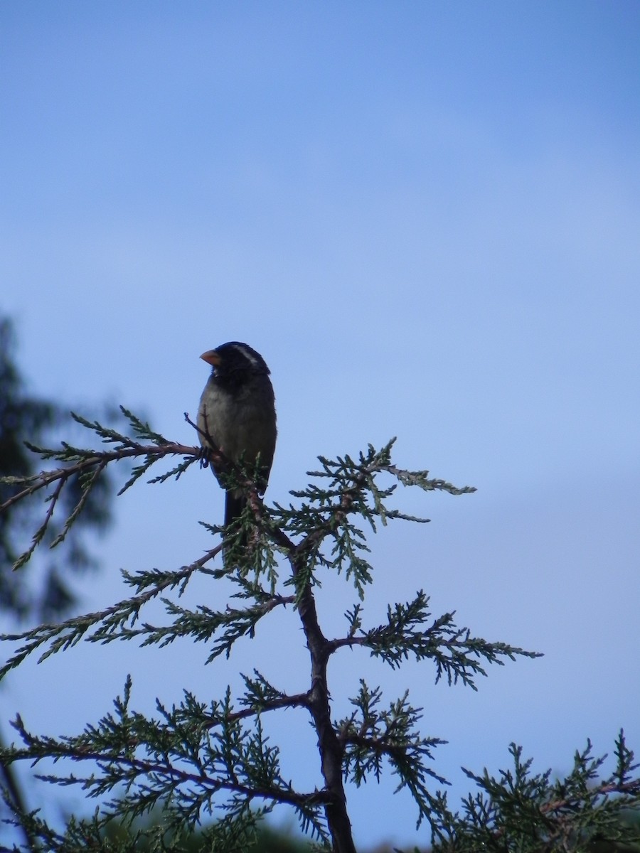 Golden-billed Saltator - ML110040681