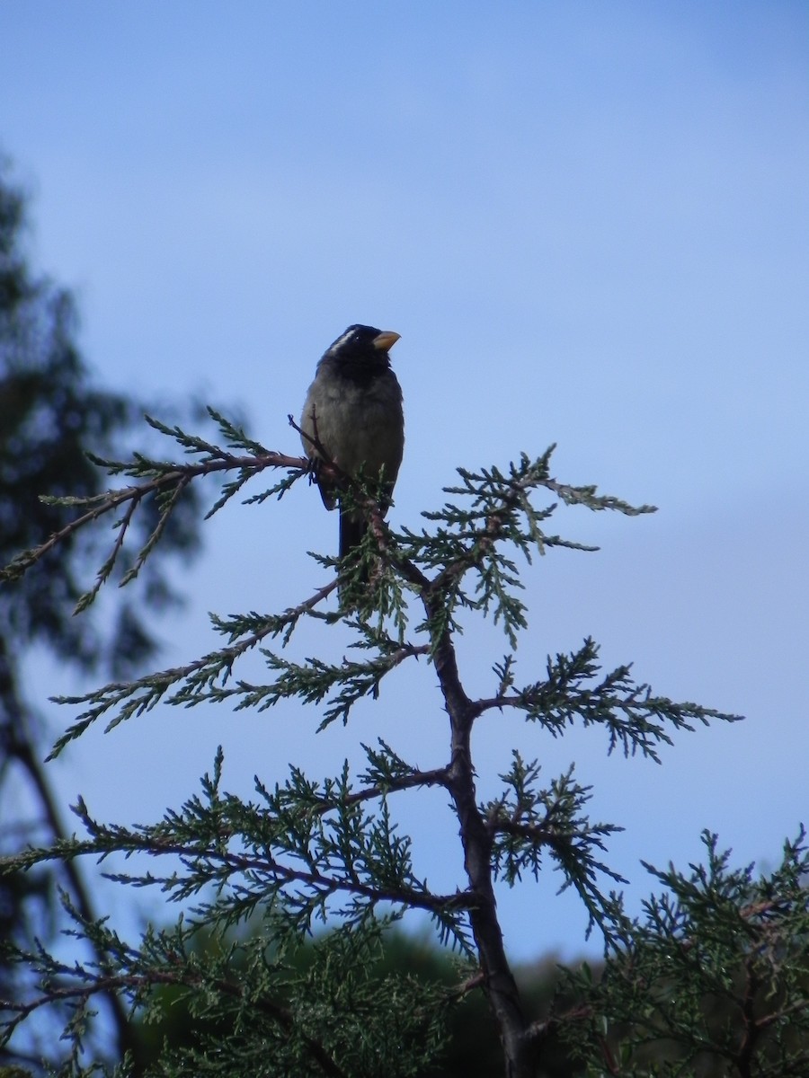 Golden-billed Saltator - ML110040691