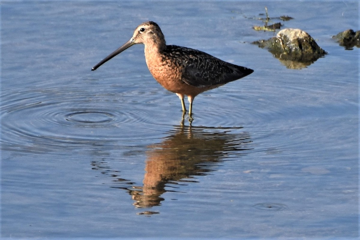 Long-billed Dowitcher - ML110040941