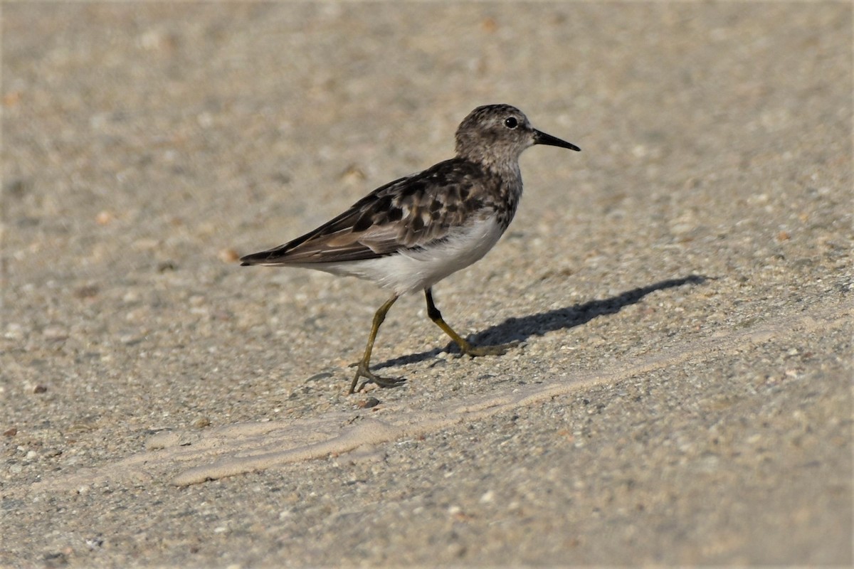 Least Sandpiper - ML110040981