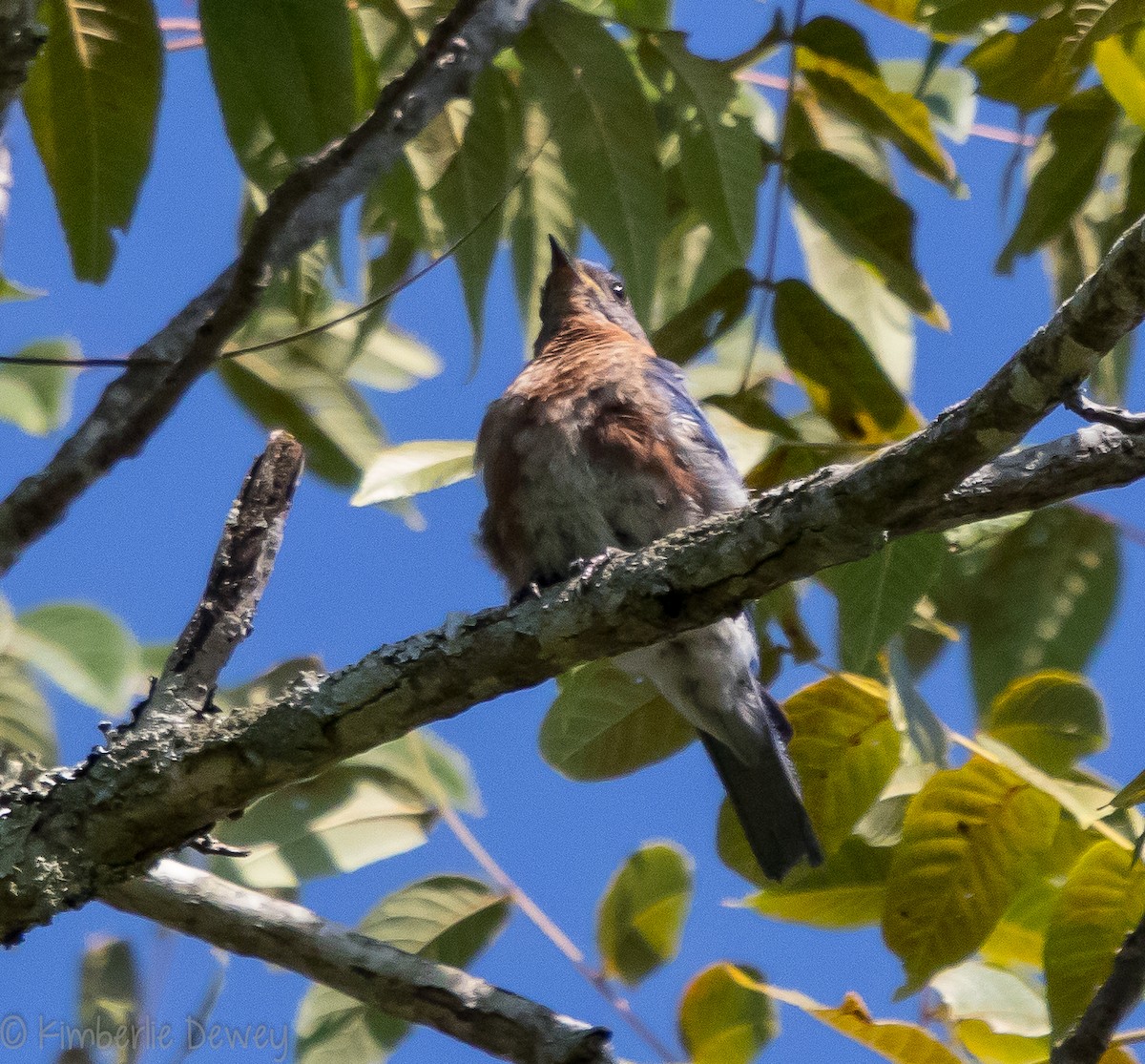 Eastern Bluebird - ML110041331