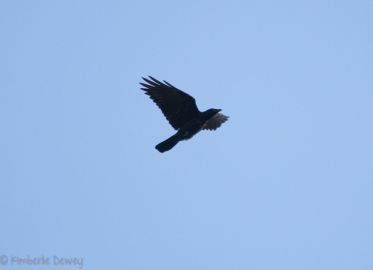 Fish Crow - ML110041421