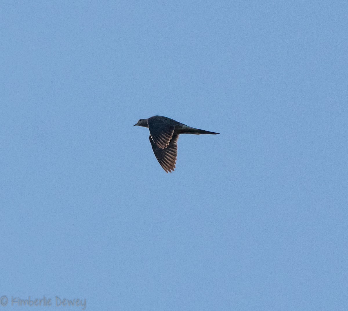 Mourning Dove - ML110041451