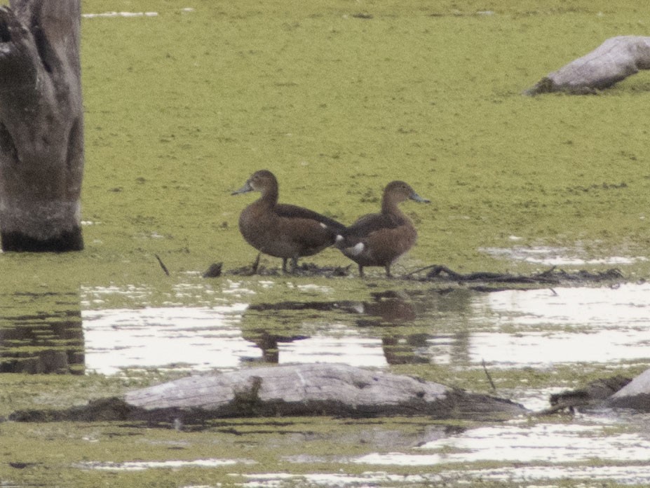 Rosy-billed Pochard - Leandro Bareiro Guiñazú