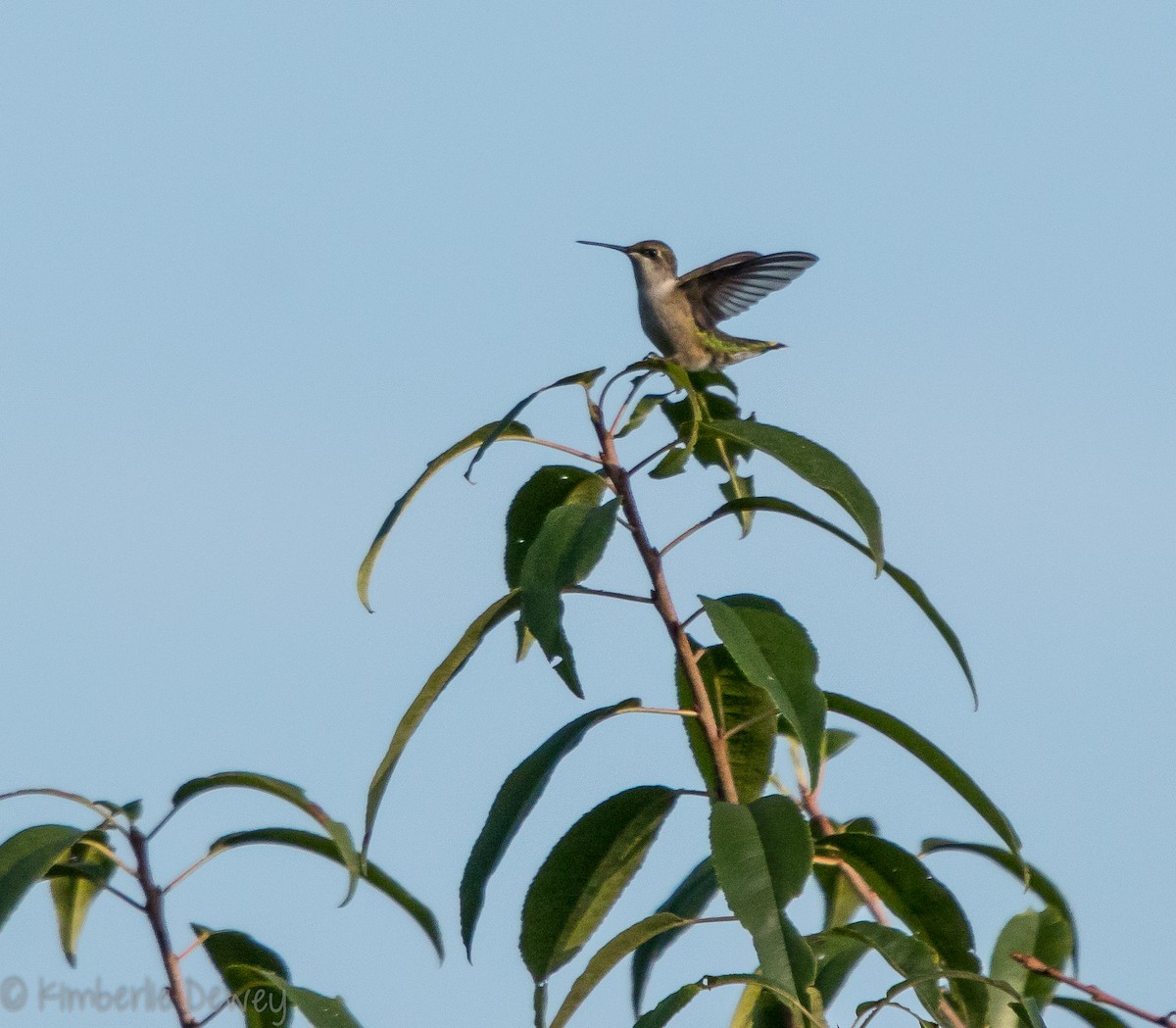 kalypta rubínohrdlá - ML110041691