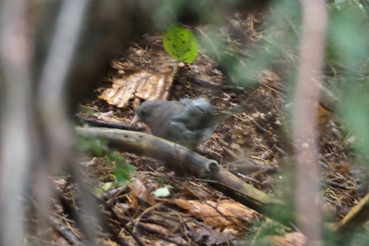 Dark-eyed Junco - ML110041901