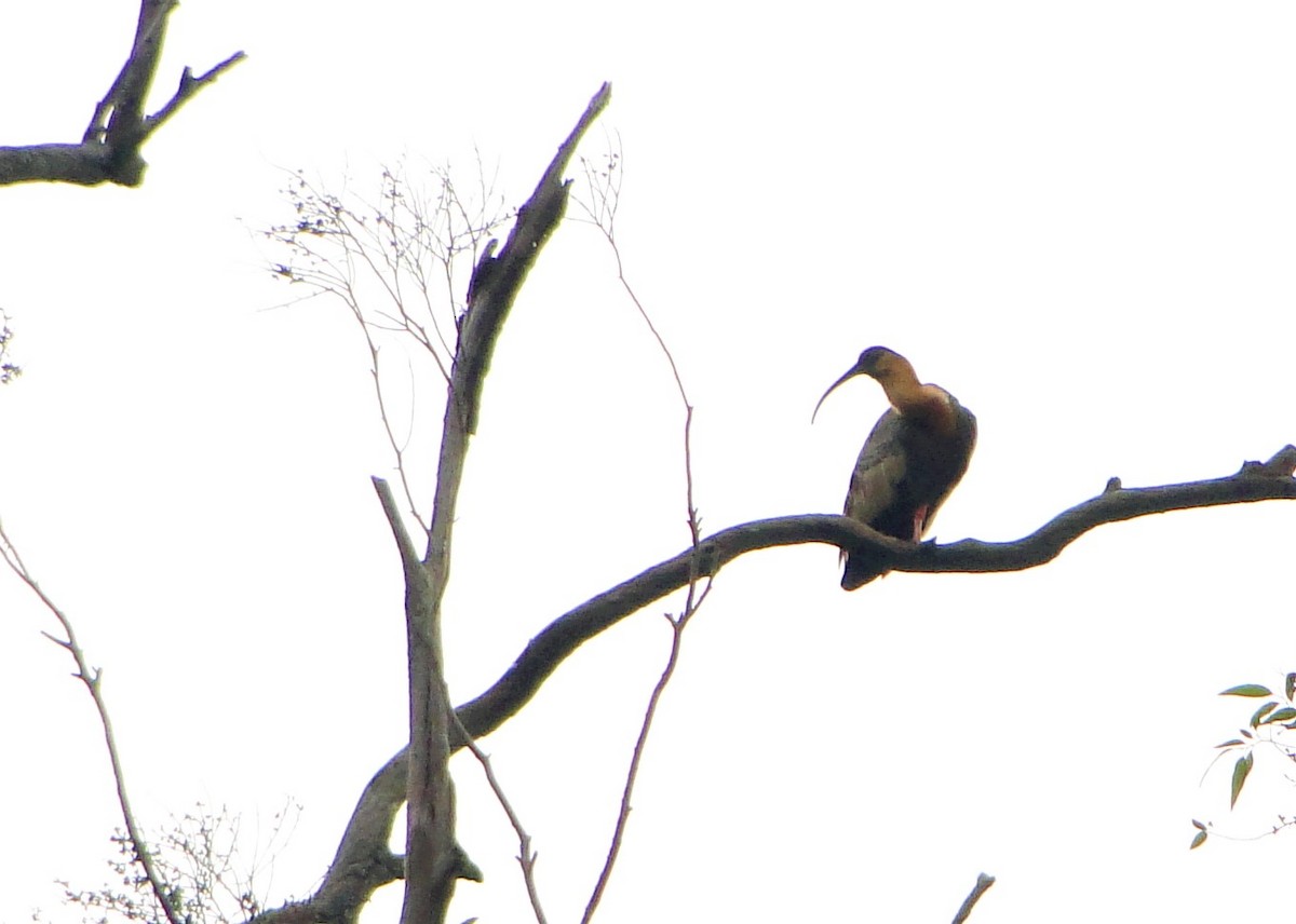 Buff-necked Ibis - ML110042471