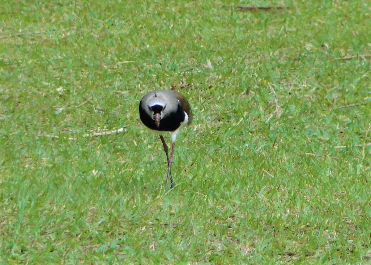 Southern Lapwing - ML110043141