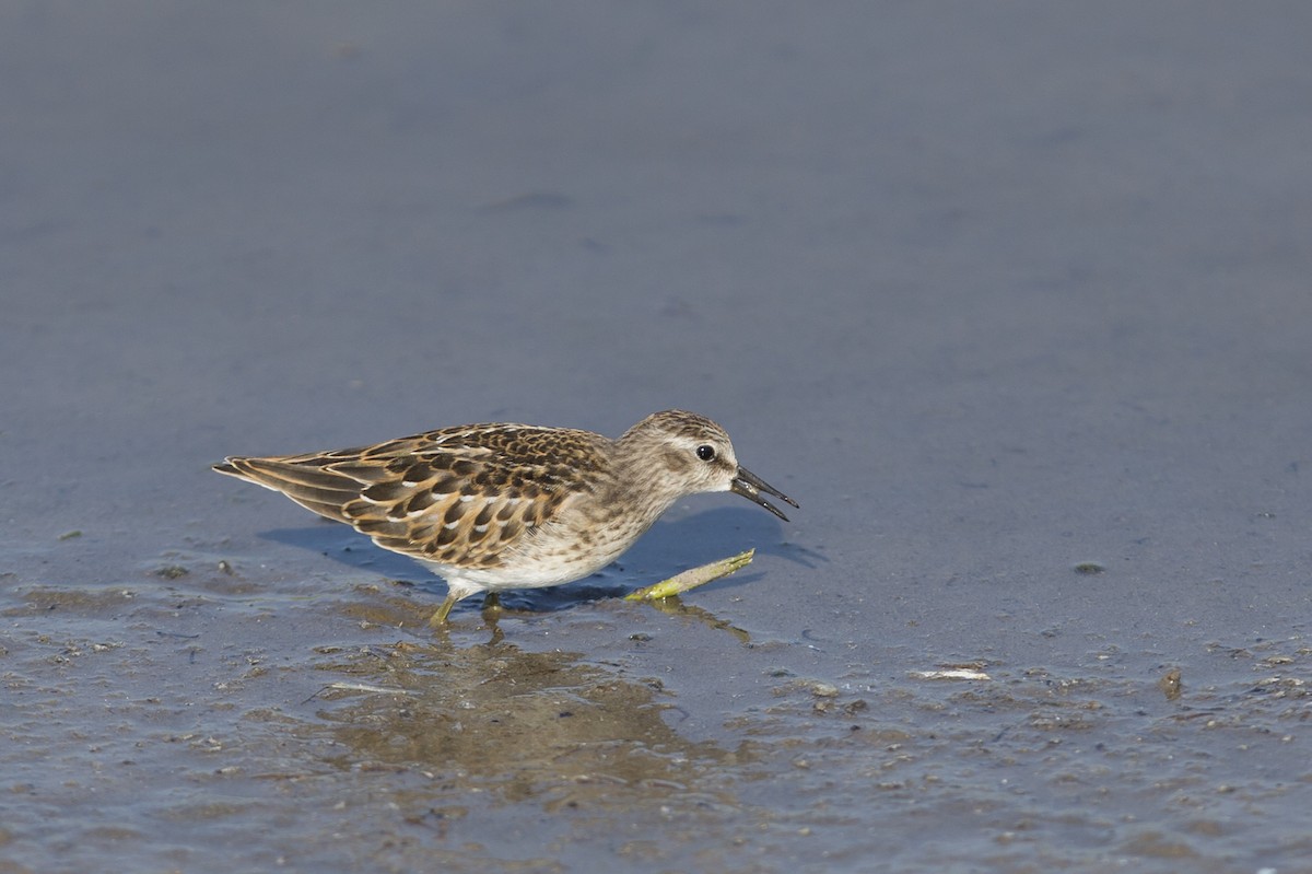 Least Sandpiper - Joshua Covill