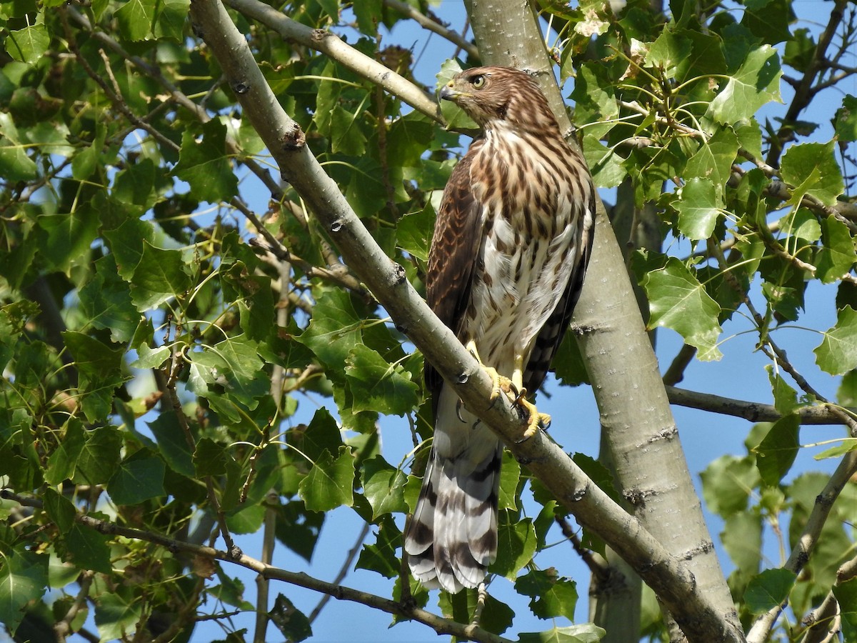 Cooper's Hawk - ML110044391