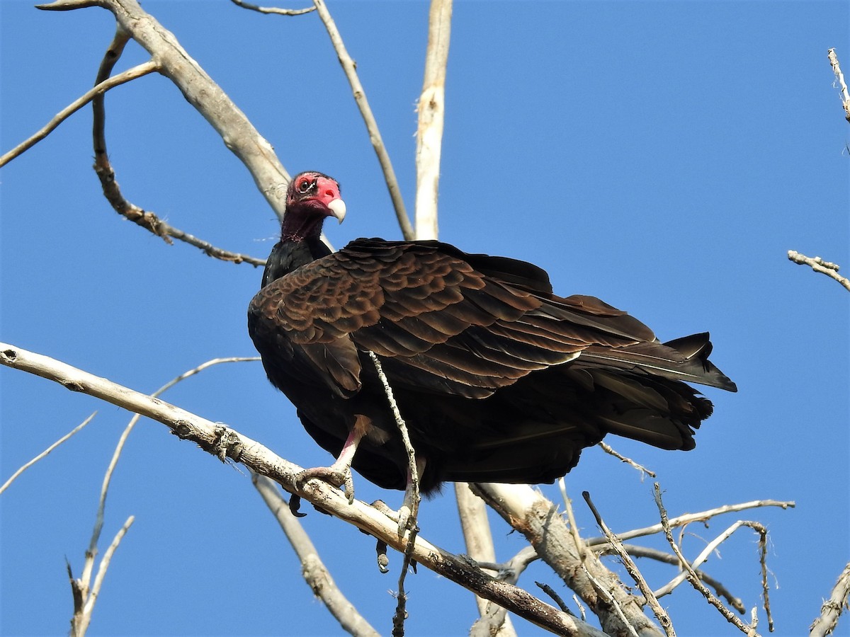 Urubu à tête rouge - ML110044691