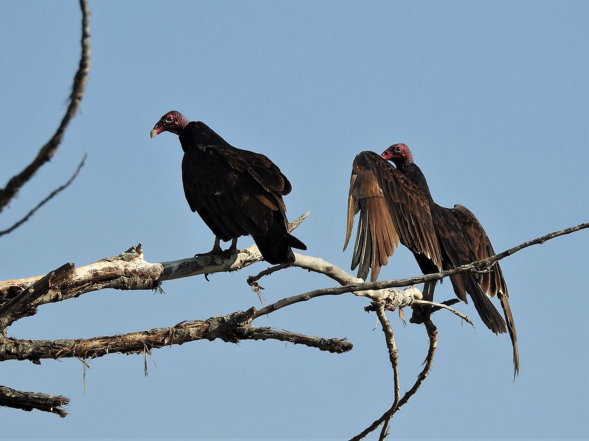 Turkey Vulture - Alan Ketcham