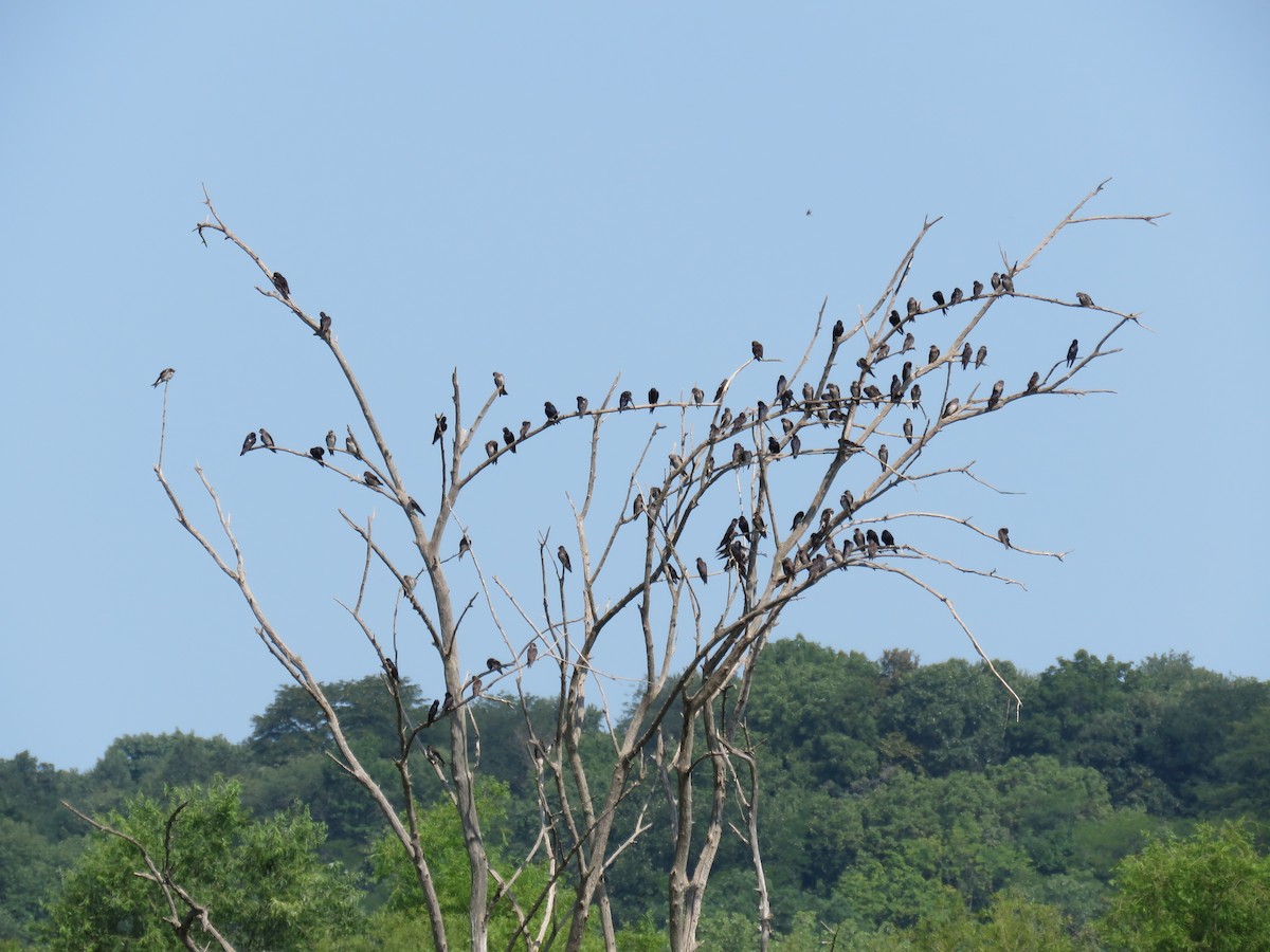 Purple Martin - Pete Fenner