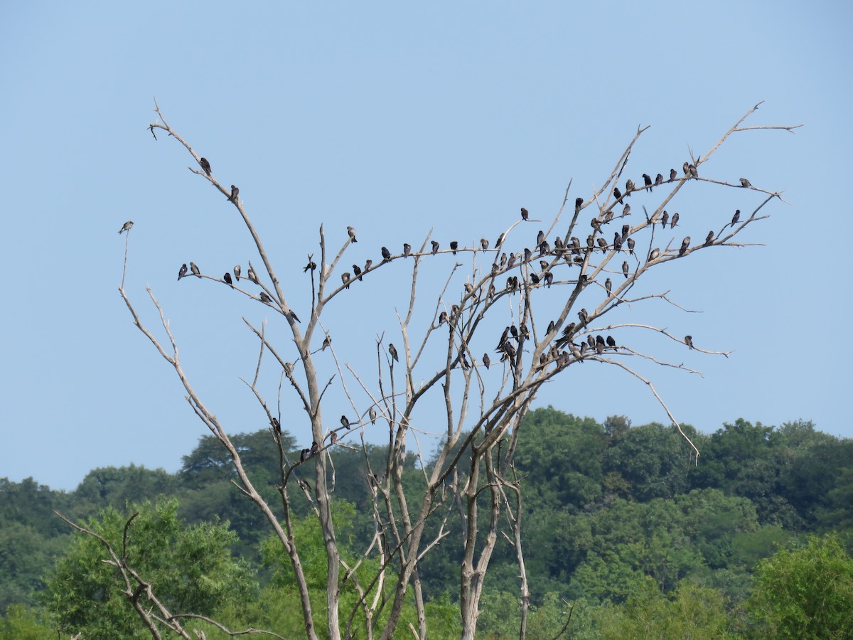 Purple Martin - Pete Fenner