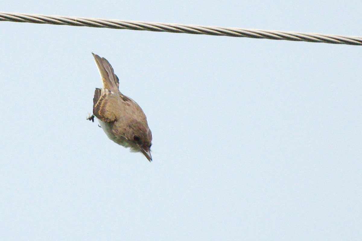 Eastern Wood-Pewee - ML110049171