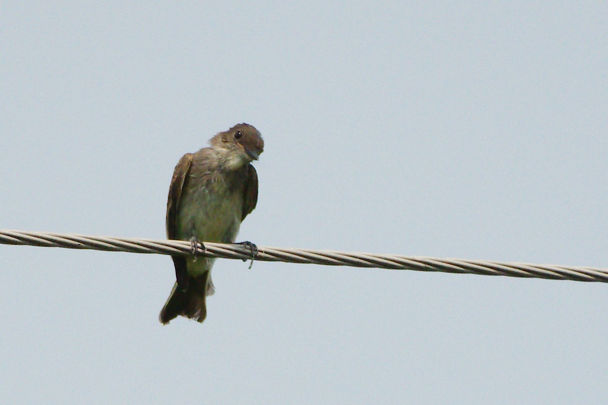 Eastern Wood-Pewee - ML110049181