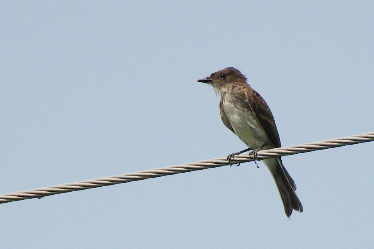 Eastern Wood-Pewee - Rick Beaudon