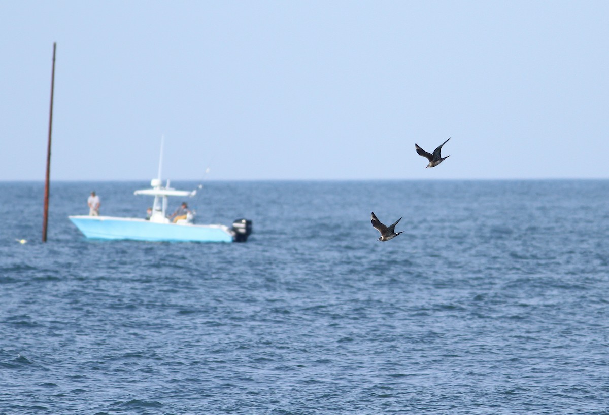 Parasitic Jaeger - ML110050381