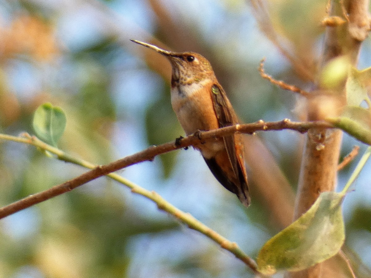 Rufous Hummingbird - ML110050771