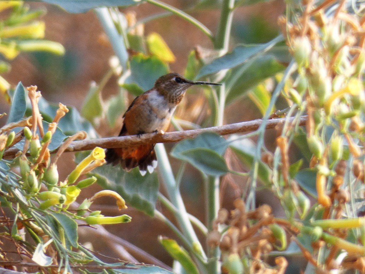 Rufous Hummingbird - ML110050781