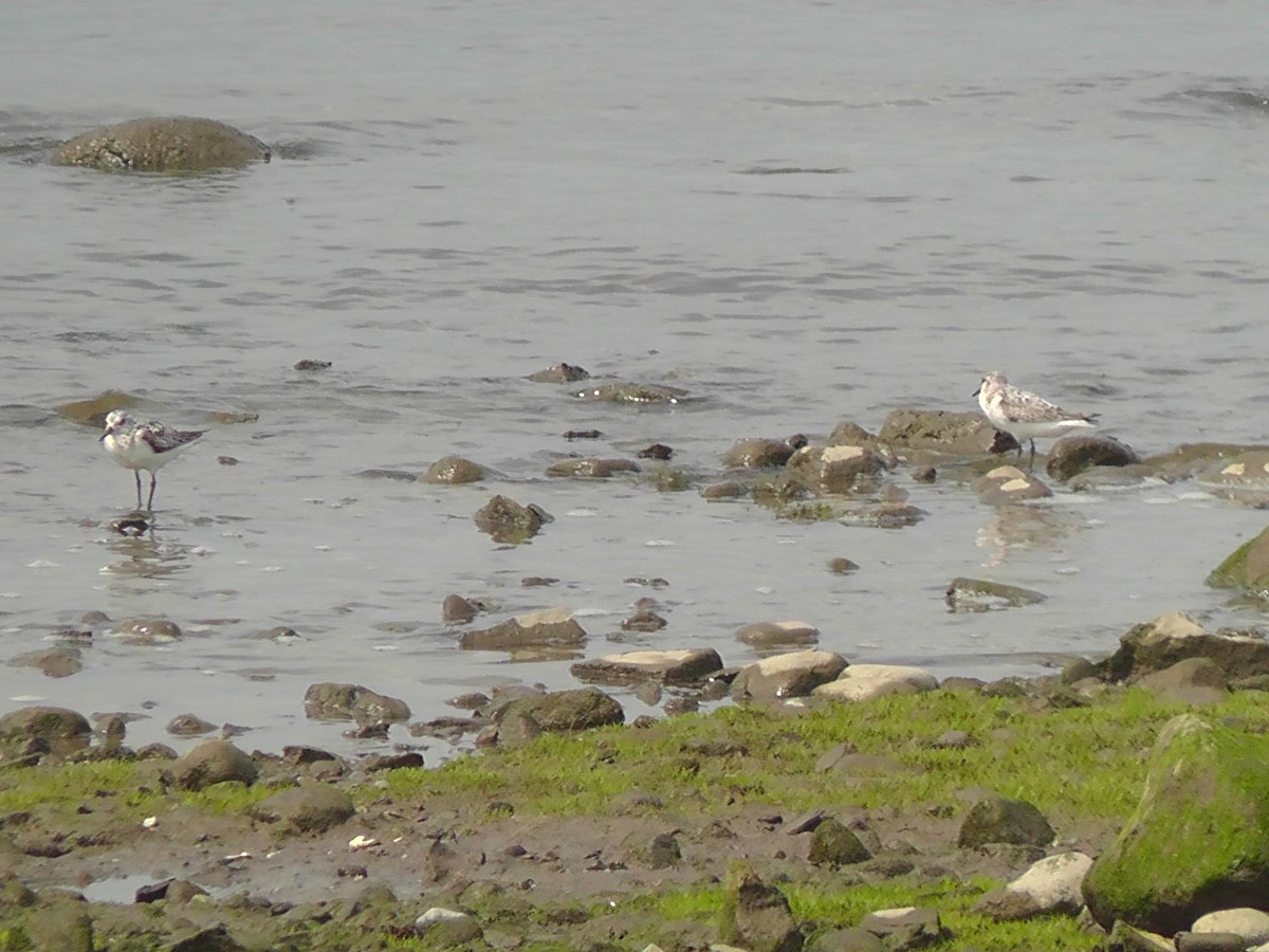 Sanderling - Evan Edelbaum