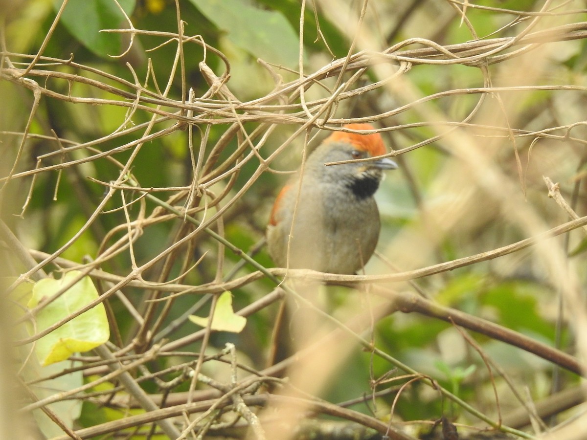 Spix's Spinetail - Spencer Follett