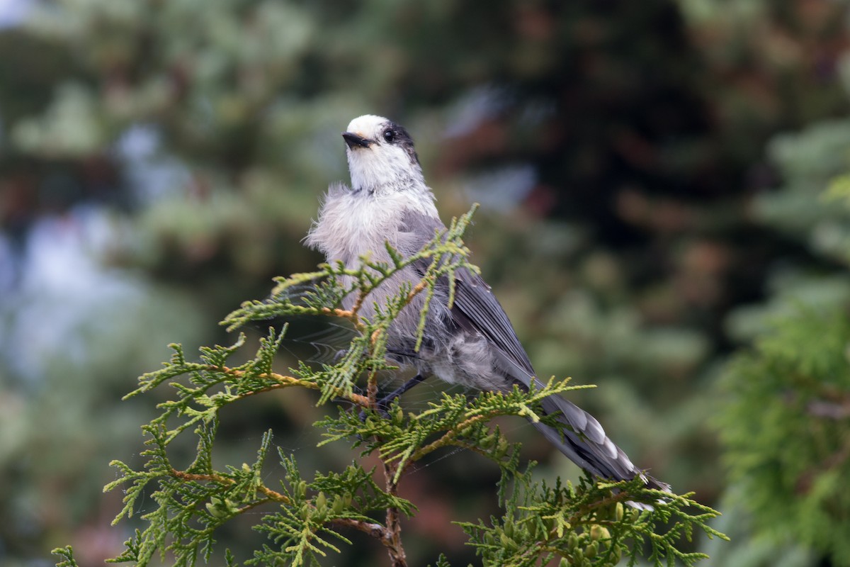 Canada Jay - Tom Auer