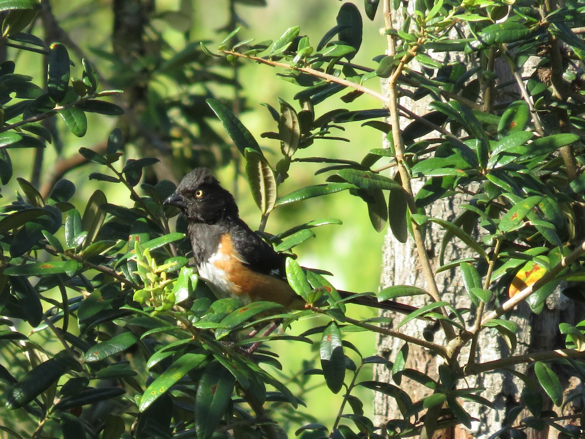 Eastern Towhee - Deena Mickelson