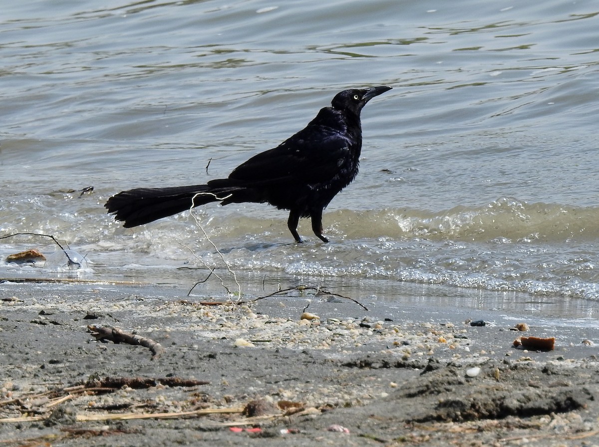 Great-tailed Grackle - ML110052551
