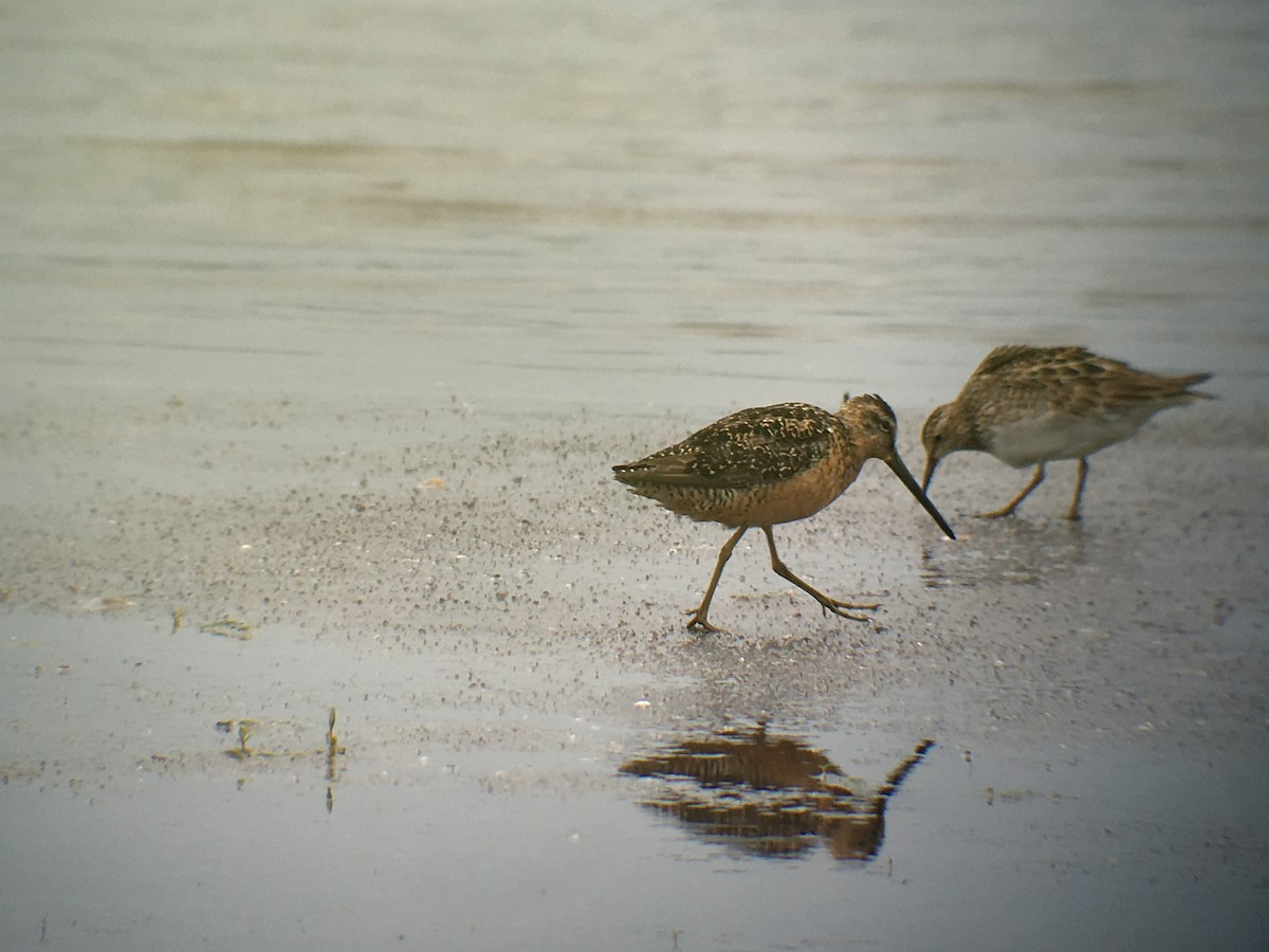 Long-billed Dowitcher - Kathy Carroll